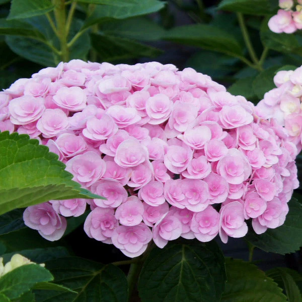 Brighter Blooms Love Hydrangea Shrub Shrubs & Hedges 1 Brighter Blooms Love Hydrangea Shrub Shrubs & Hedges