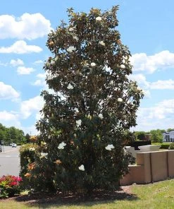 Brighter Blooms Evergreen & Privacy Little Gem Magnolia Tree