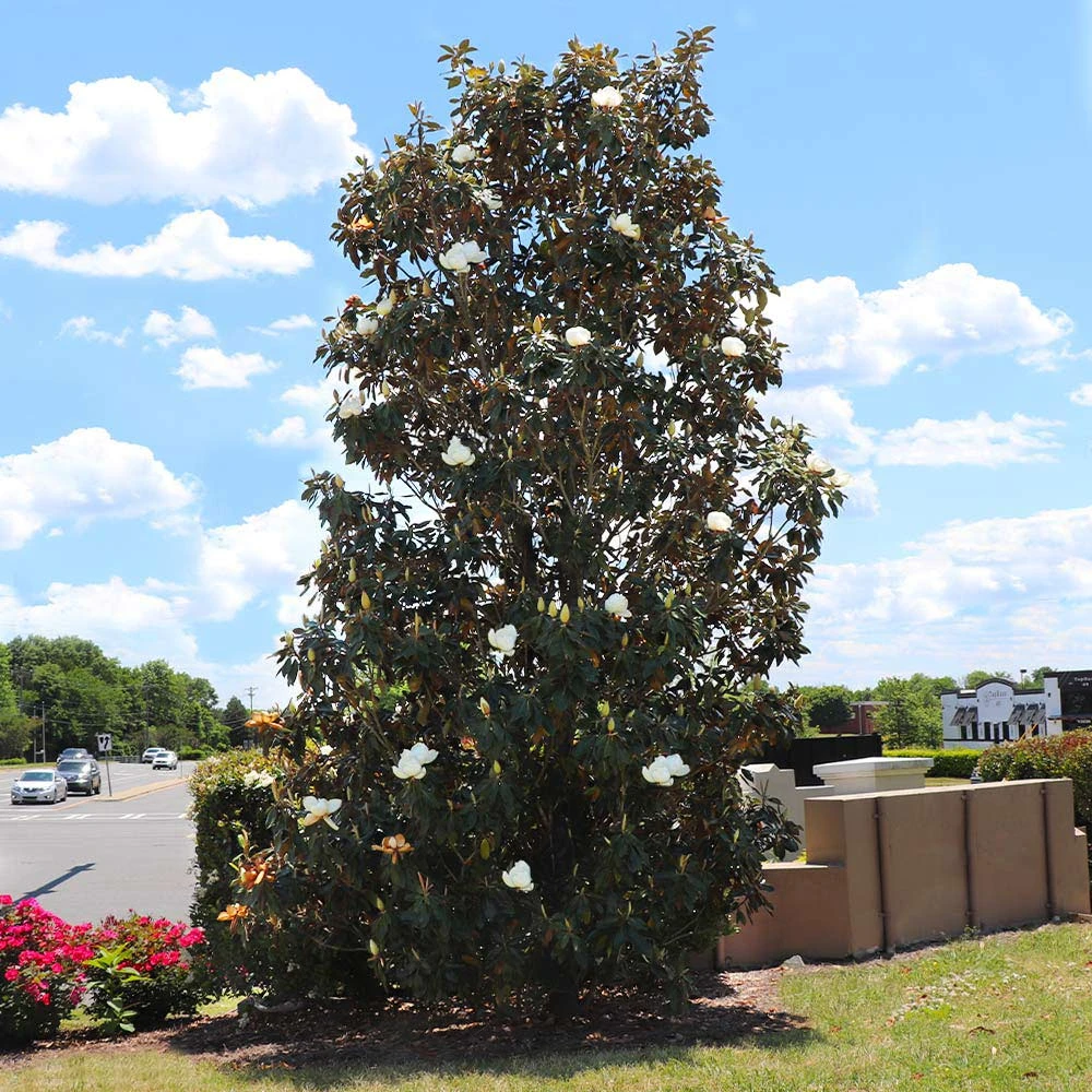 Brighter Blooms Evergreen & Privacy Little Gem Magnolia Tree 1 Brighter Blooms Evergreen & Privacy Little Gem Magnolia Tree