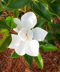Brighter Blooms Evergreen & Privacy Little Gem Magnolia Tree 6 Brighter Blooms Evergreen & Privacy Little Gem Magnolia Tree