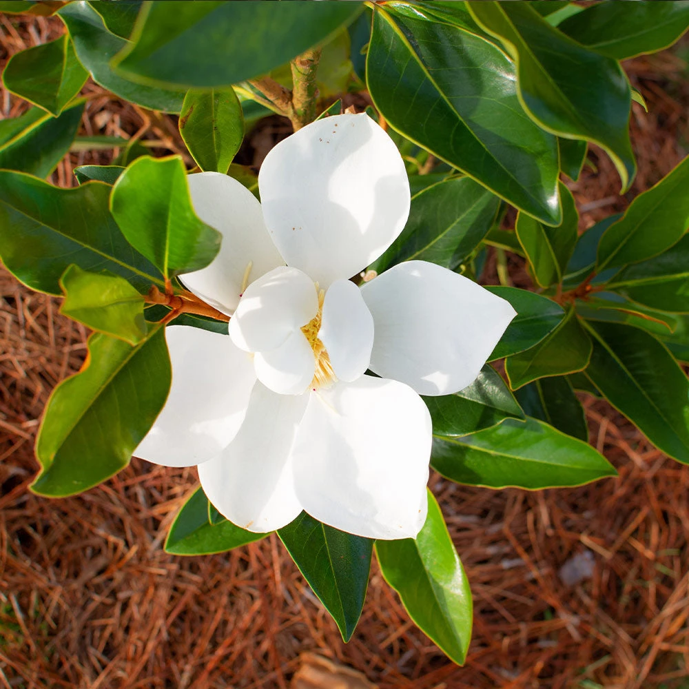 Brighter Blooms Evergreen & Privacy Little Gem Magnolia Tree 3 Brighter Blooms Evergreen & Privacy Little Gem Magnolia Tree