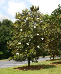 Brighter Blooms Evergreen & Privacy Little Gem Magnolia Tree 7 Brighter Blooms Evergreen & Privacy Little Gem Magnolia Tree