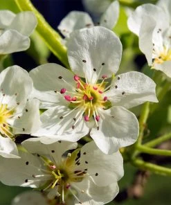 Brighter Blooms Luscious Pear Tree New Trees 8 Brighter Blooms Luscious Pear Tree New Trees