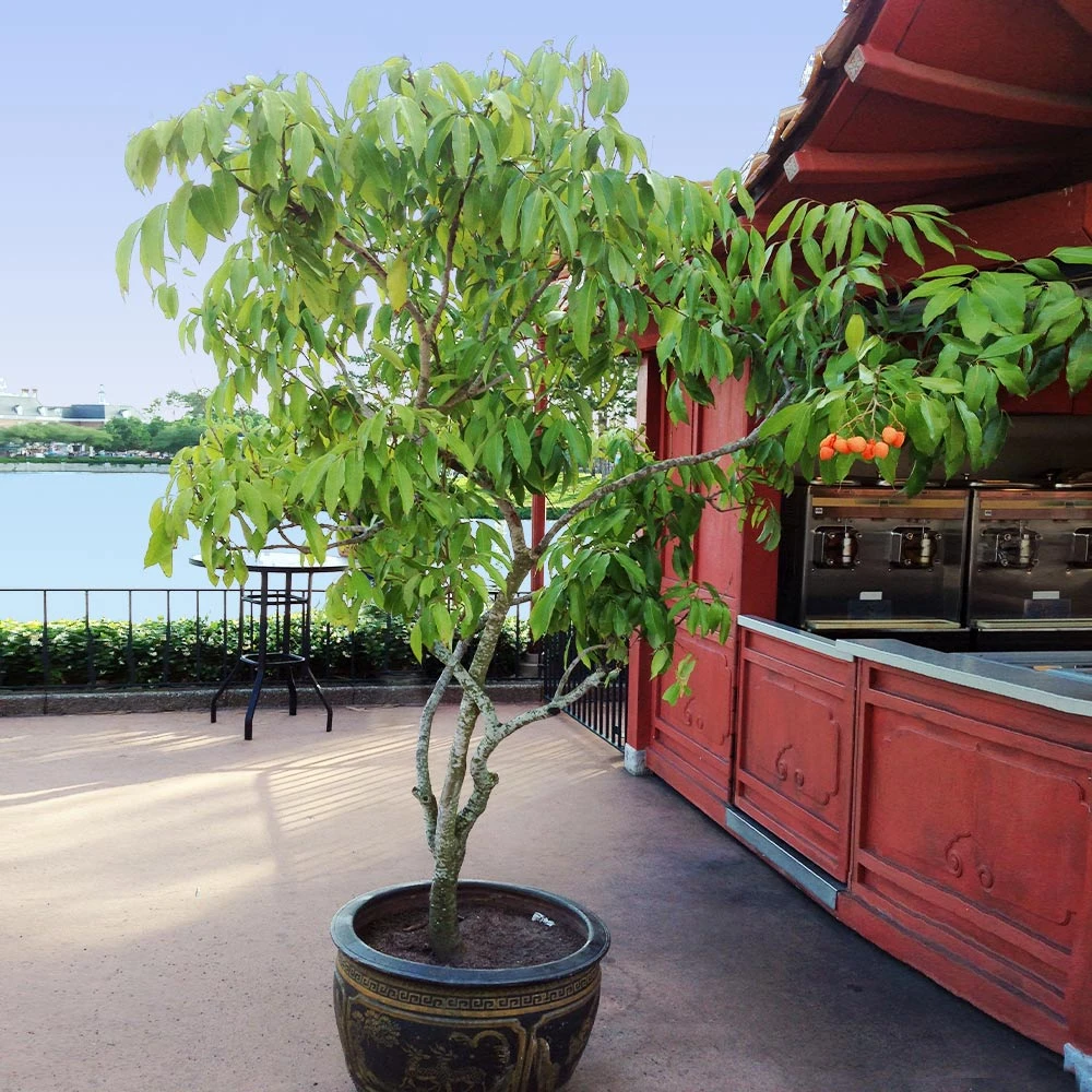 Brighter Blooms Lychee Tree 4 Brighter Blooms Lychee Tree