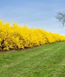 Brighter Blooms Lynwood Gold Forsythia Shrub