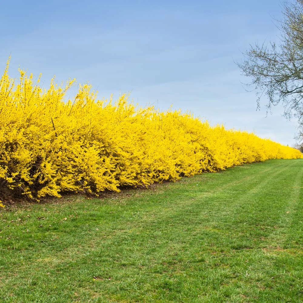 Brighter Blooms Lynwood Gold Forsythia Shrub 2 Brighter Blooms Lynwood Gold Forsythia Shrub
