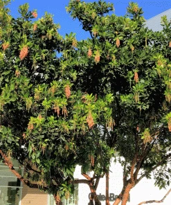 Brighter Blooms Fruit Trees Marina Strawberry Tree 5 Brighter Blooms Fruit Trees Marina Strawberry Tree