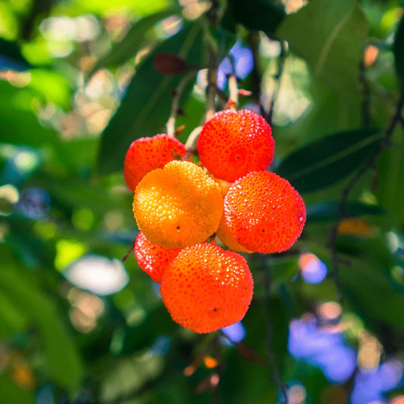 Brighter Blooms Fruit Trees Marina Strawberry Tree 2 Brighter Blooms Fruit Trees Marina Strawberry Tree