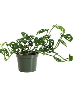 Brighter Blooms Monstera Adansonii Plant