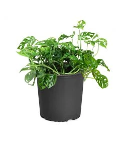 Brighter Blooms Monstera Adansonii Plant