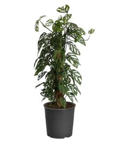 Brighter Blooms Monstera Adansonii Plant