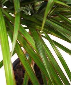 Brighter Blooms House & Patio Braided Madagascar Dragon Tree 12 Brighter Blooms House & Patio Braided Madagascar Dragon Tree