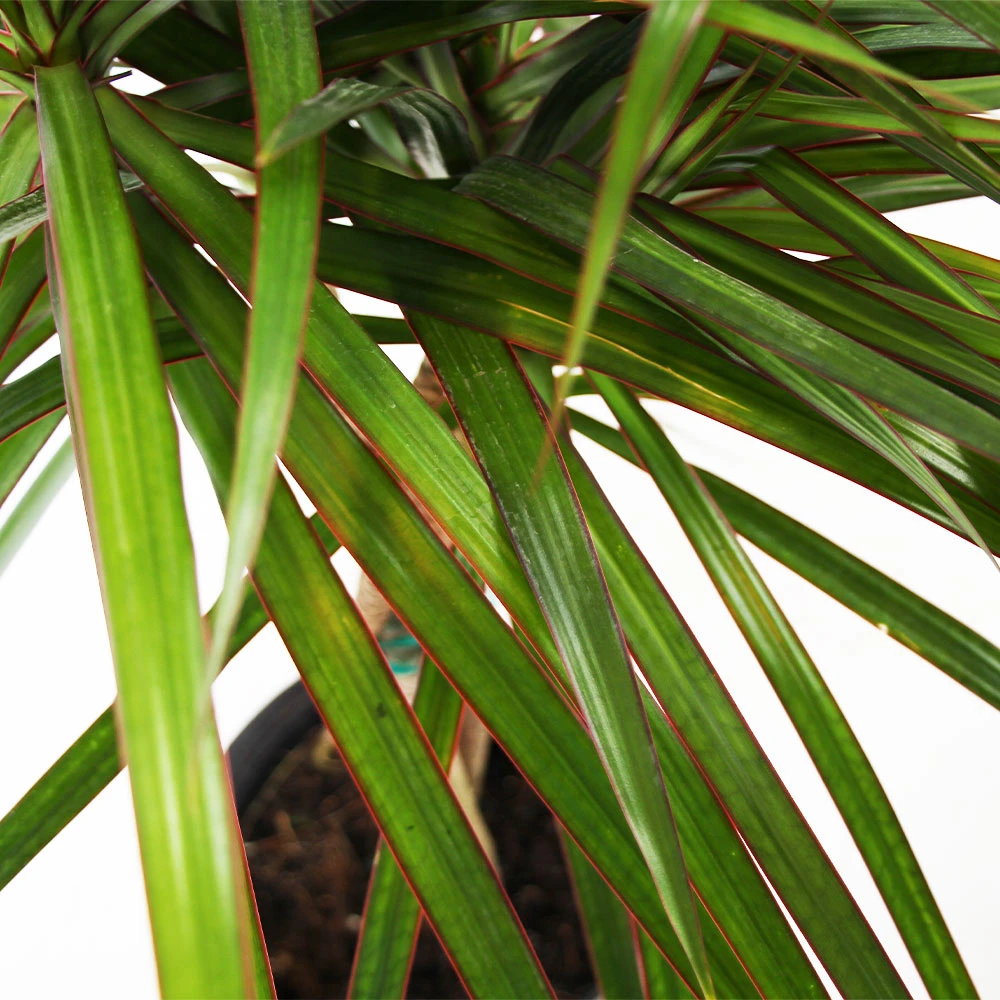 Brighter Blooms House & Patio Braided Madagascar Dragon Tree 3 Brighter Blooms House & Patio Braided Madagascar Dragon Tree