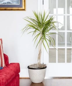 Brighter Blooms House & Patio Braided Madagascar Dragon Tree 13 Brighter Blooms House & Patio Braided Madagascar Dragon Tree