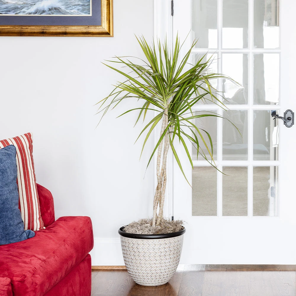 Brighter Blooms House & Patio Braided Madagascar Dragon Tree 4 Brighter Blooms House & Patio Braided Madagascar Dragon Tree