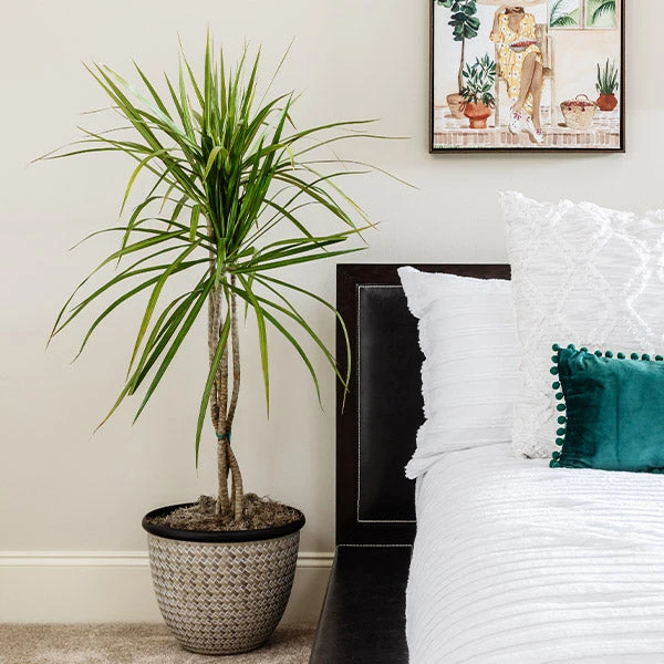 Brighter Blooms House & Patio Braided Madagascar Dragon Tree 1 Brighter Blooms House & Patio Braided Madagascar Dragon Tree