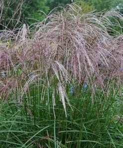 Brighter Blooms Morning Light Miscanthus