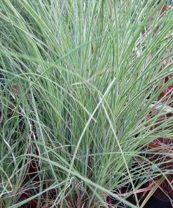 Brighter Blooms Morning Light Miscanthus