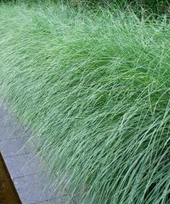 Brighter Blooms Morning Light Miscanthus