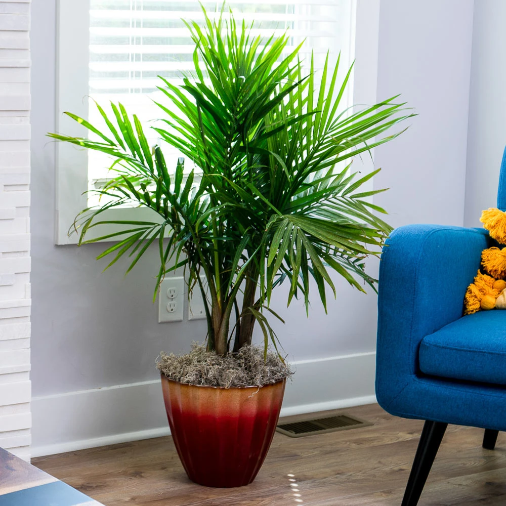 Brighter Blooms Palm Trees Majesty Palm Tree 2 Brighter Blooms Palm Trees Majesty Palm Tree