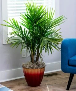 Brighter Blooms Palm Trees Majesty Palm Tree