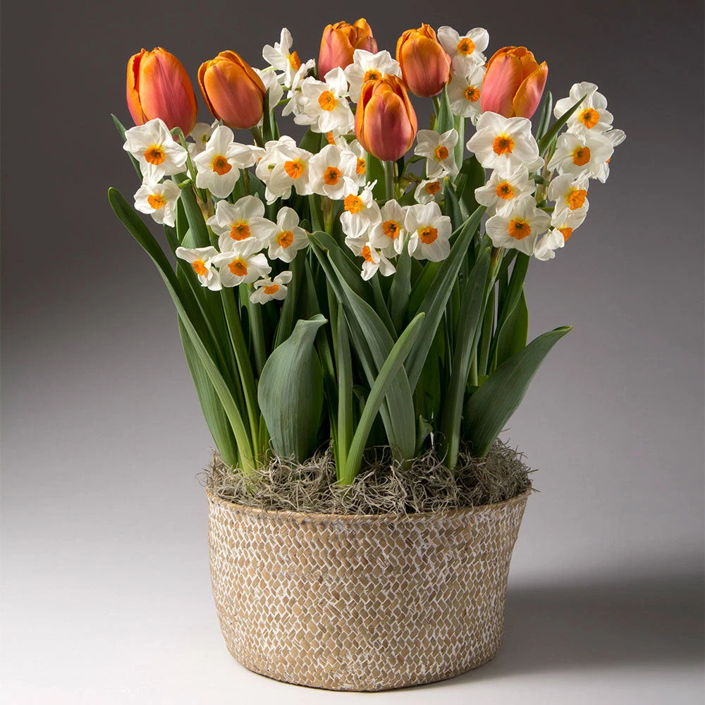 Brighter Blooms Spring Blooming Tulip & Daffodil Bulbs Pot 2 Brighter Blooms Spring Blooming Tulip & Daffodil Bulbs Pot