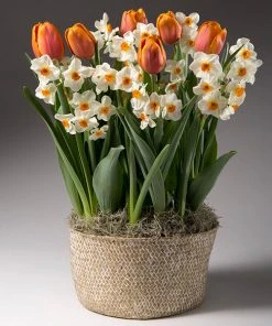 Brighter Blooms Spring Blooming Tulip & Daffodil Bulbs Pot