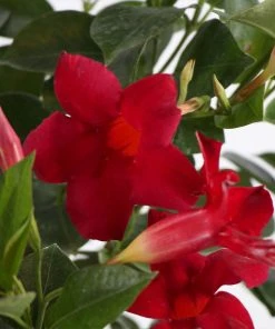 Brighter Blooms Mandevilla 'Crimson Red' Vine