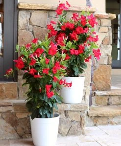 Brighter Blooms Mandevilla 'Crimson Red' Vine