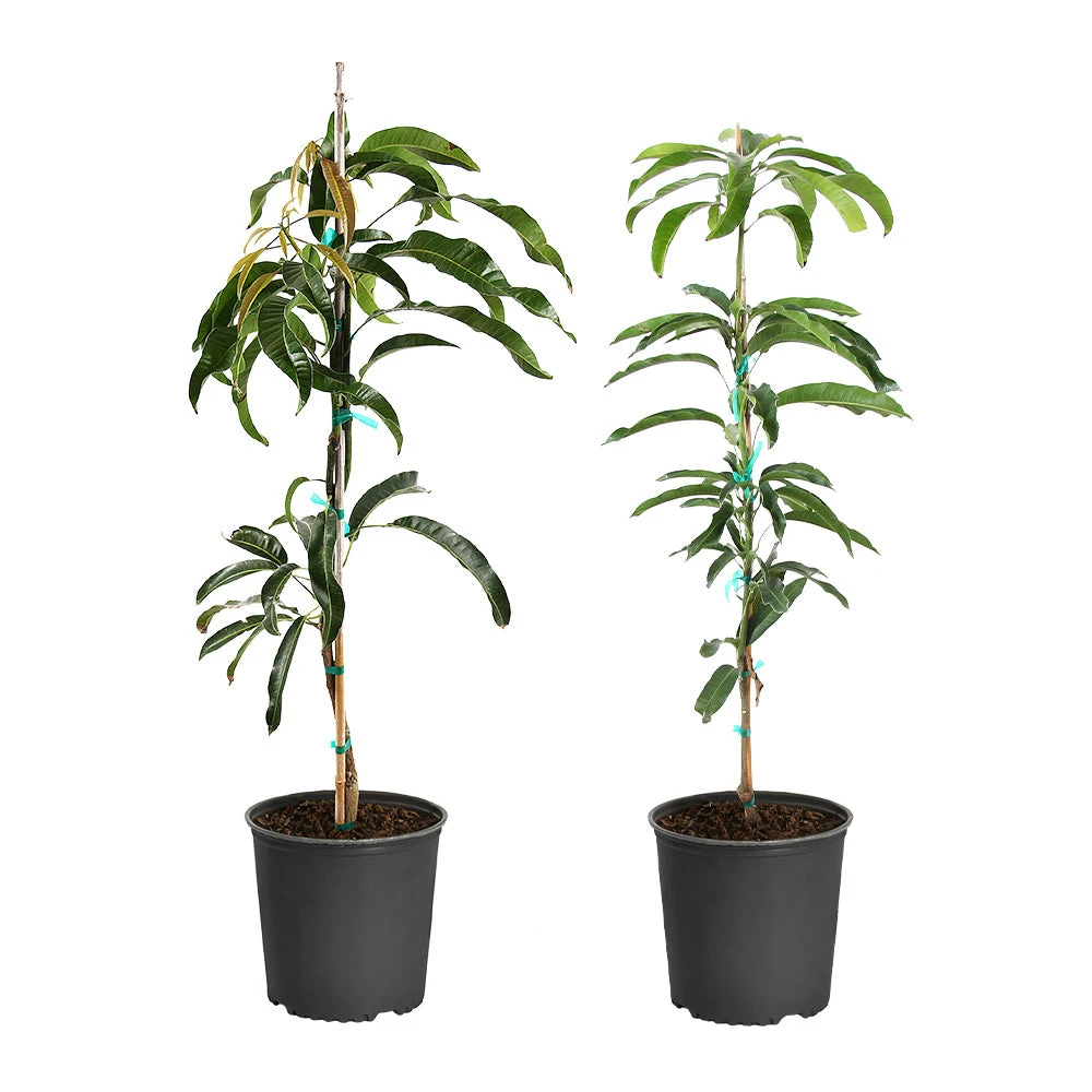 Brighter Blooms Mangos Trees Mango Kit 2 Brighter Blooms Mangos Trees Mango Kit