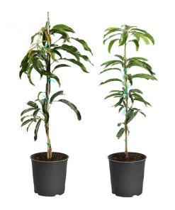Brighter Blooms Mangos Trees Mango Kit