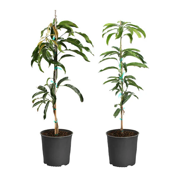 Brighter Blooms Mangos Trees Mango Kit 1 Brighter Blooms Mangos Trees Mango Kit
