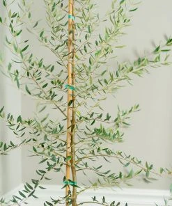 Brighter Blooms Manzanillo Olive Tree 5 Brighter Blooms Manzanillo Olive Tree