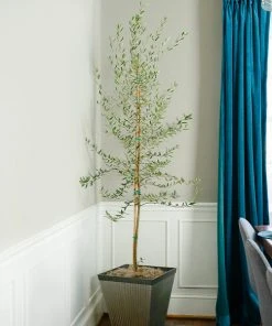 Brighter Blooms Manzanillo Olive Tree