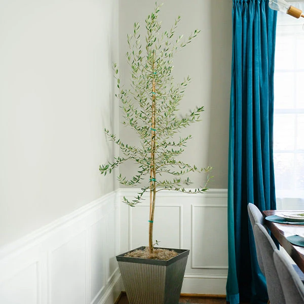 Brighter Blooms Manzanillo Olive Tree 1 Brighter Blooms Manzanillo Olive Tree