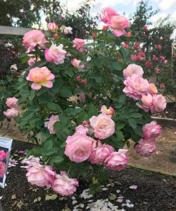 Brighter Blooms Roses Marc Chagall™ Rose 5 Brighter Blooms Roses Marc Chagall™ Rose