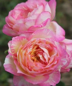 Brighter Blooms Roses Marc Chagall™ Rose