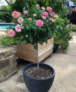 Brighter Blooms Marc Chagall™ Rose Tree Roses 7 Brighter Blooms Marc Chagall™ Rose Tree Roses