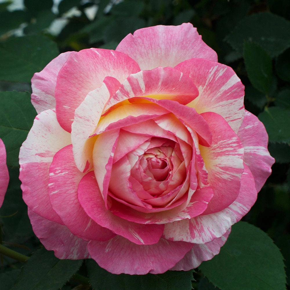 Brighter Blooms Marc Chagall™ Rose Tree Roses 3 Brighter Blooms Marc Chagall™ Rose Tree Roses