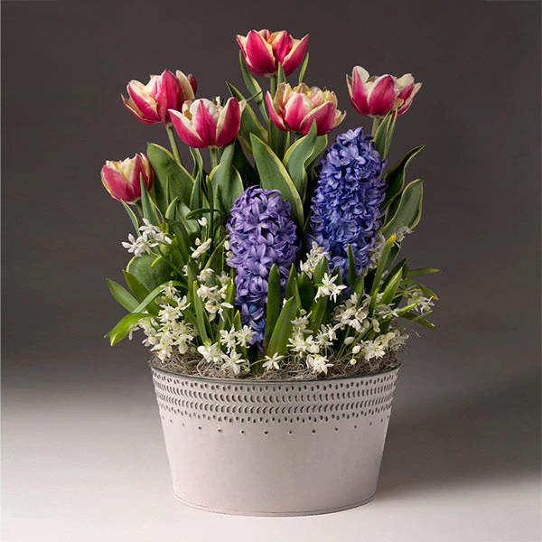 Brighter Blooms Love Struck Bulb Garden SHOP ALL 1 Brighter Blooms Love Struck Bulb Garden SHOP ALL