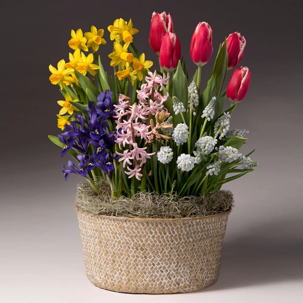 Brighter Blooms Easter Bulb Garden 2 Brighter Blooms Easter Bulb Garden