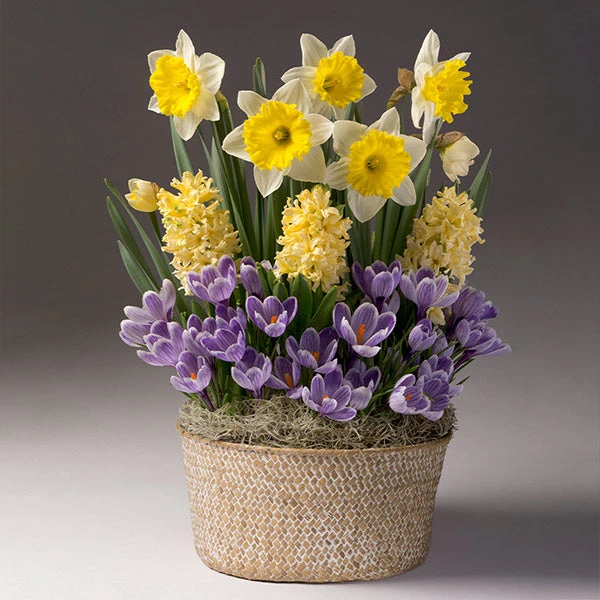 Brighter Blooms Sunny Day Bulb Garden 1 Brighter Blooms Sunny Day Bulb Garden