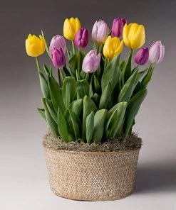 Brighter Blooms Love Note Tulip Trio
