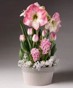 Brighter Blooms Purely Pink Bulb Garden