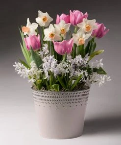 Brighter Blooms Soft & Sweet Bulb Garden SHOP ALL