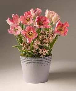 Brighter Blooms Spring Blooming Tulip & Hyacinth Bulbs Pot SHOP ALL