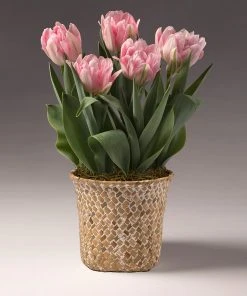 Brighter Blooms Spring Blooming Tulip Bulbs Pot SHOP ALL