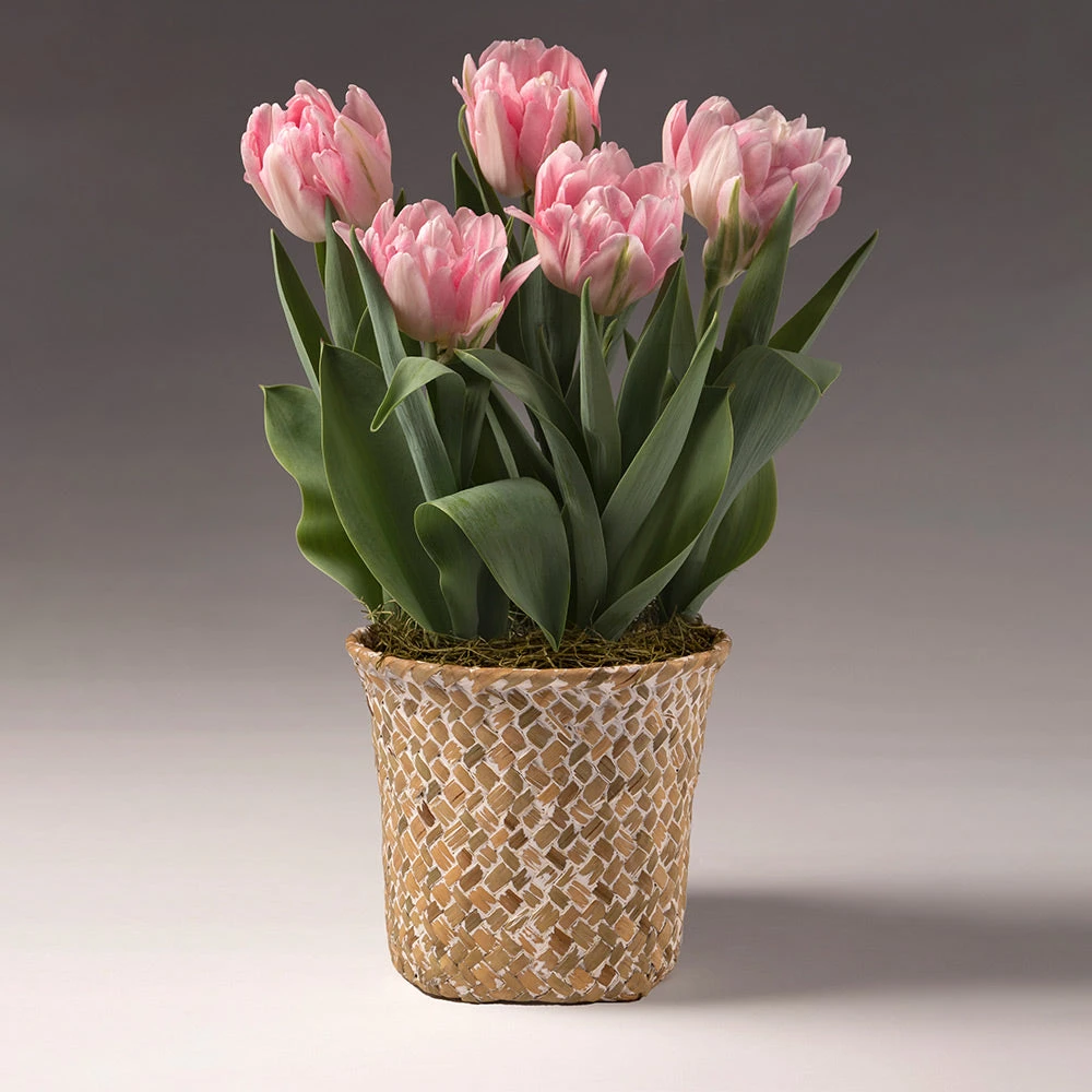 Brighter Blooms Spring Blooming Tulip Bulbs Pot SHOP ALL 2 Brighter Blooms Spring Blooming Tulip Bulbs Pot SHOP ALL