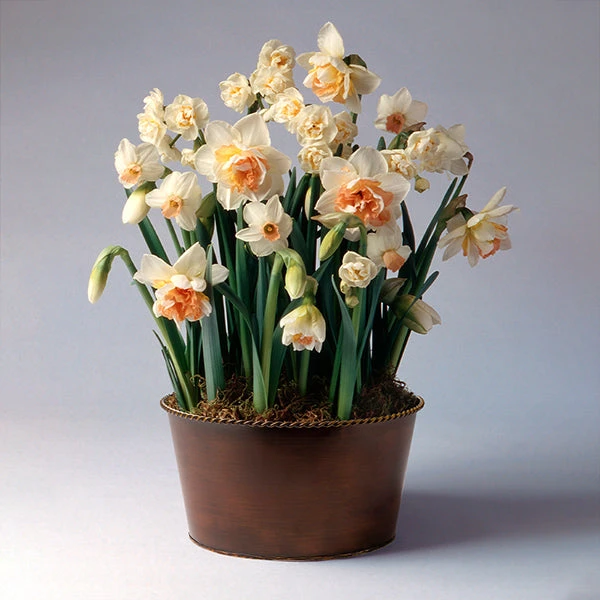 Brighter Blooms Happily Ever After Narcissus Trio SHOP ALL 1 Brighter Blooms Happily Ever After Narcissus Trio SHOP ALL
