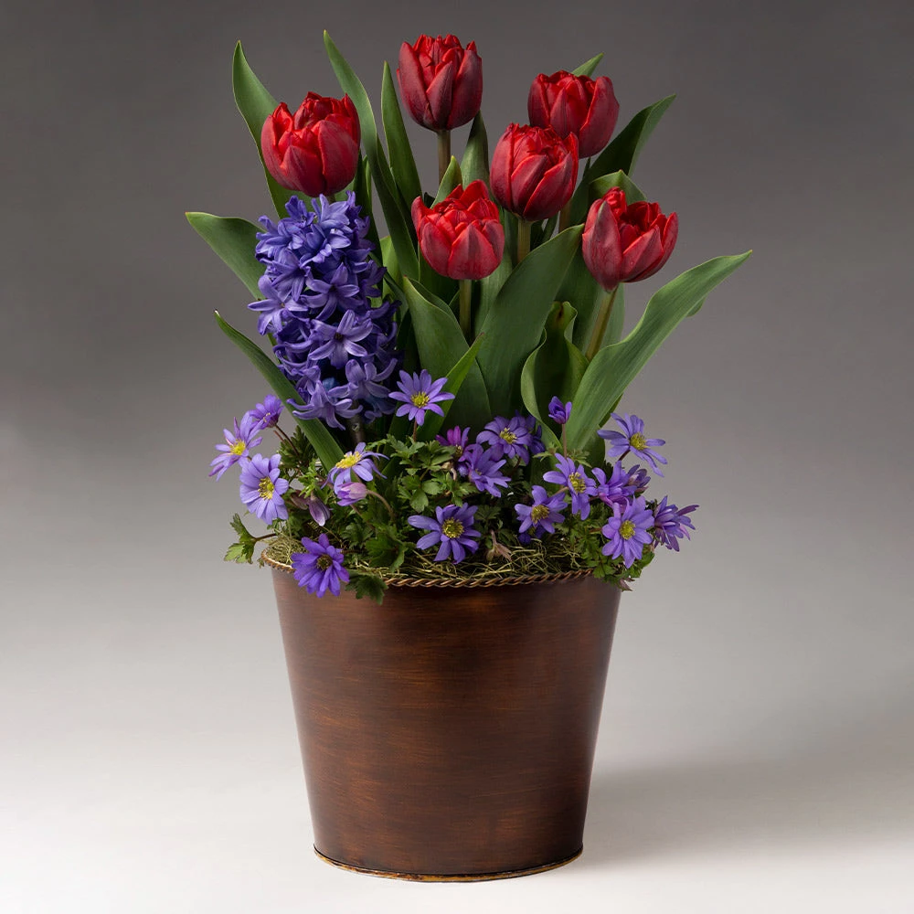 Brighter Blooms Red Royalty Bulb Garden SHOP ALL 2 Brighter Blooms Red Royalty Bulb Garden SHOP ALL